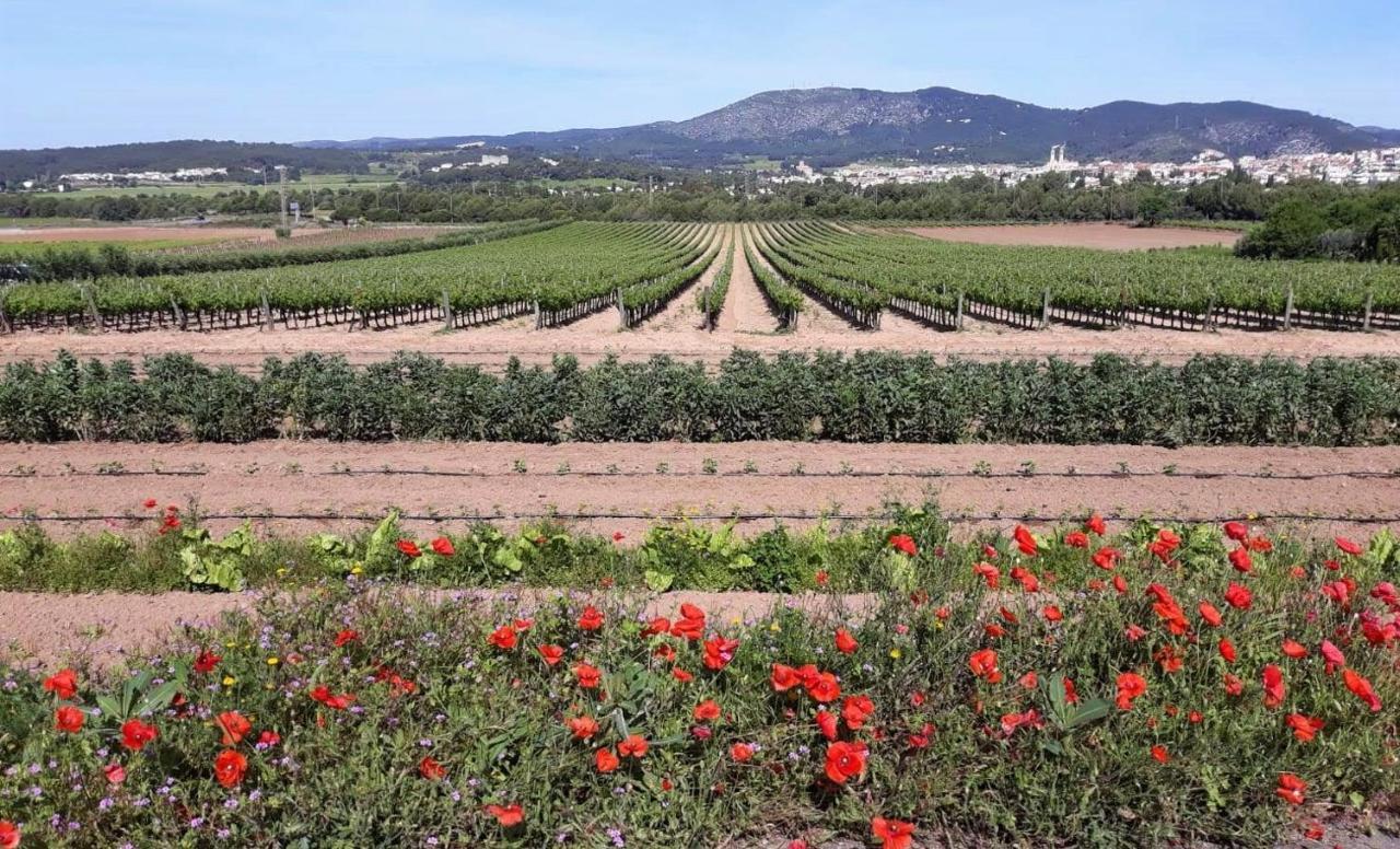 Little Vine Bed & Breakfast Sant Pere De Ribes Exterior photo
